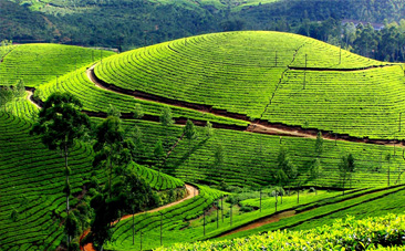 Sana Residency Aluva